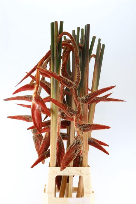 <h4>Hel She Kong</h4>