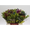 BQ Kaaps Groen Mandarin