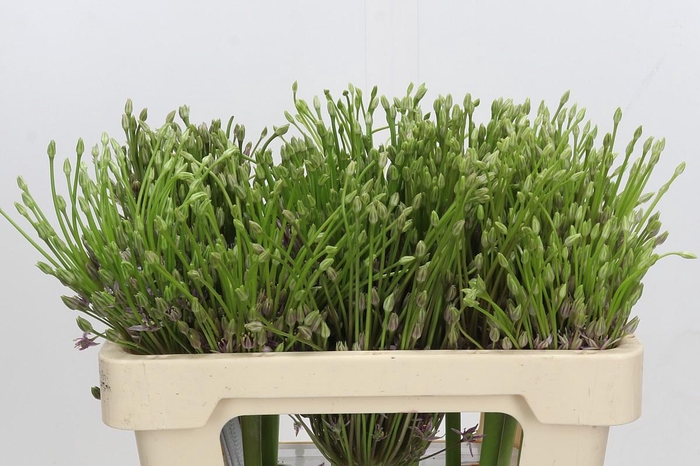 <h4>Allium Schubertii</h4>