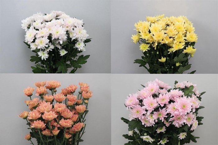 <h4>Chr T Pastel Mix</h4>