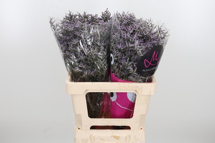 <h4>Lim Saf Lilac</h4>