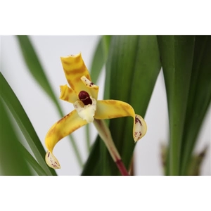 Maxillaria Picta 12 cm Geurend