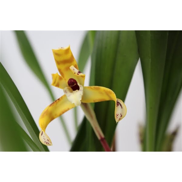 <h4>Maxillaria Picta 12 cm Geurend</h4>