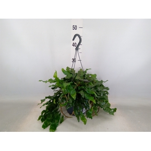 Microgramma nitida 'Monkeyhill'