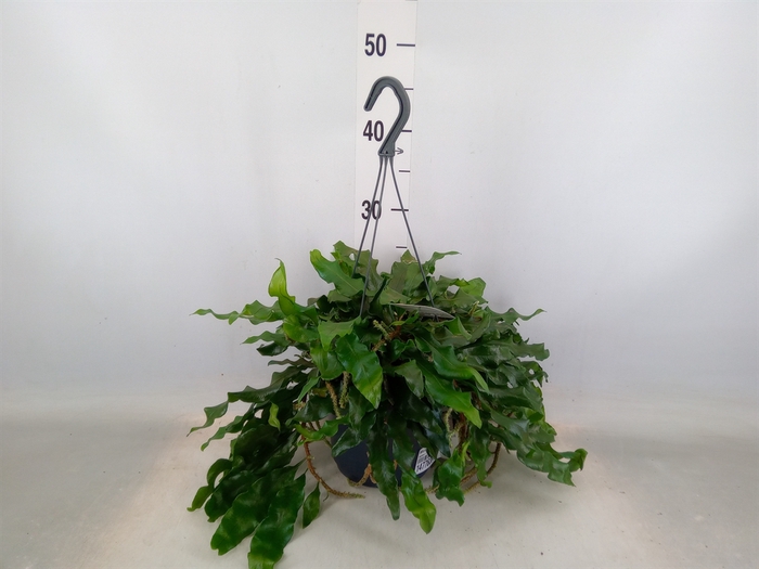 <h4>Microgramma nitida 'Monkeyhill'</h4>