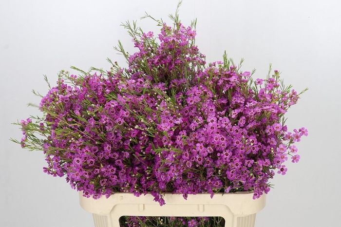 <h4>Chamelaucium Niek's Pride</h4>