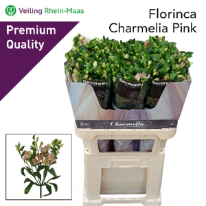 ALSTR FL CHARMELIA