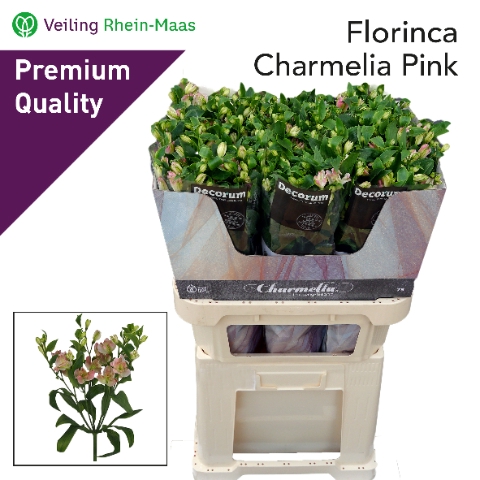 <h4>ALSTR FL CHARMELIA</h4>