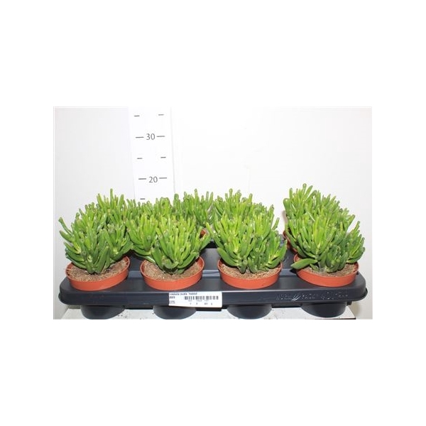 <h4>Crassula Ovata 'hobbit'</h4>