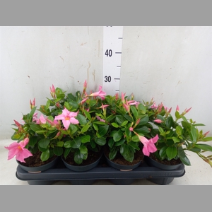 Mandevilla  'Sundavil Pink'