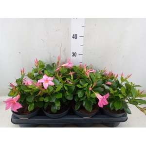 Mandevilla  'Sundavil Pink'