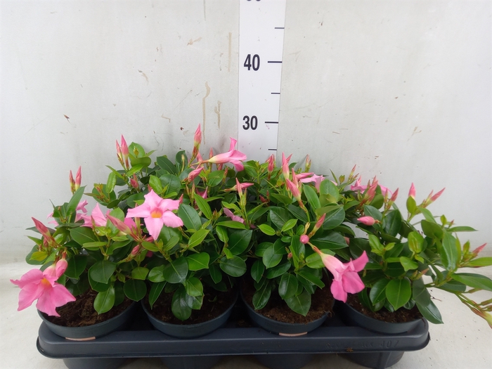 <h4>Mandevilla  'Sundavil Pink'</h4>