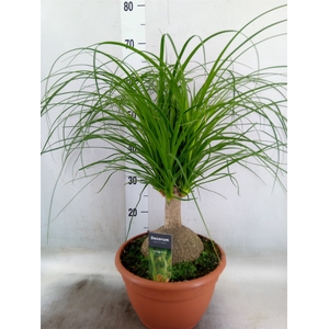 Beaucarnea recurvata
