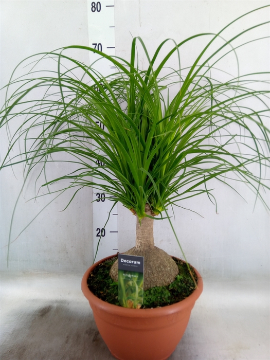 <h4>Beaucarnea recurvata</h4>