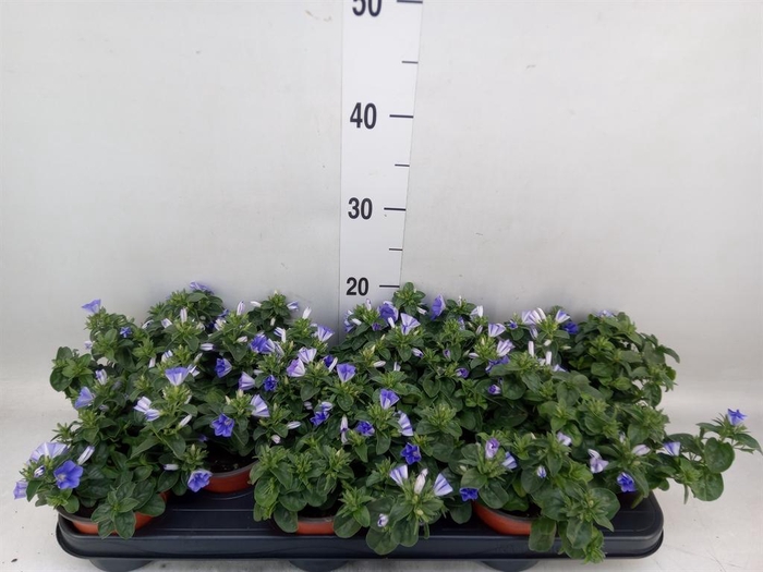 <h4>Convolvulus   ...</h4>