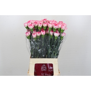 Dianthus St Spritz Blanco Rosa