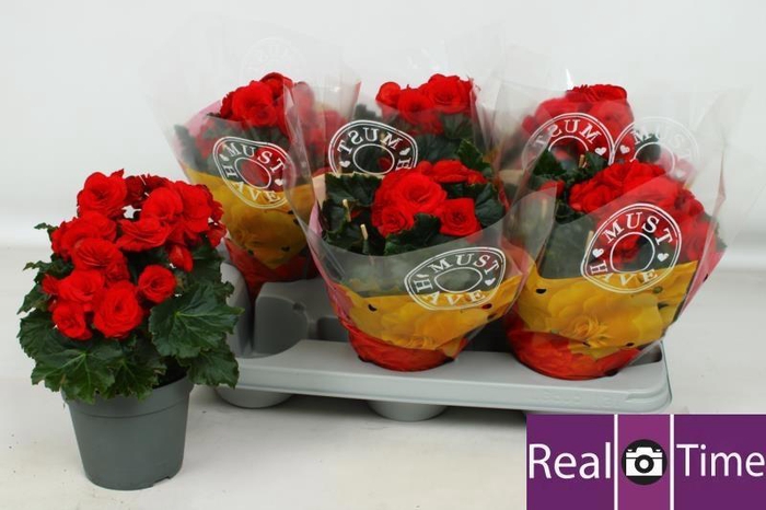 <h4>BEG DU BALADIN</h4>