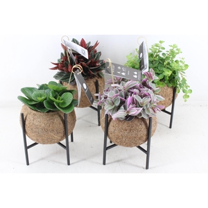 arr3 Kokoplant - Industrial groenmix 8X