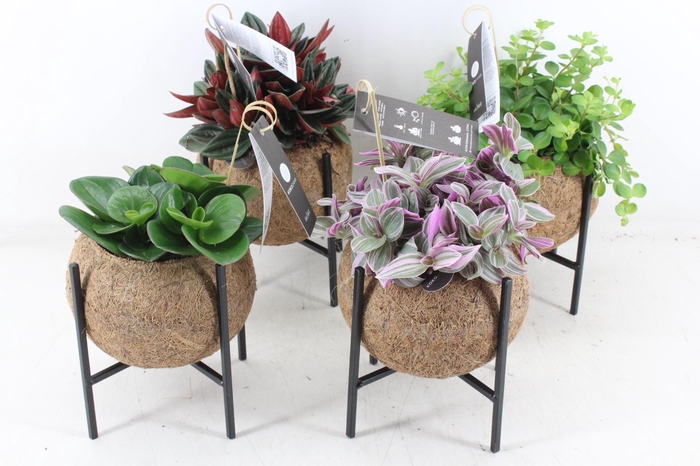 <h4>arr3 Kokoplant - Industrial groenmix 8X</h4>