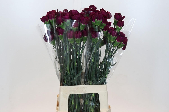 Dianthus St Purple Damascus