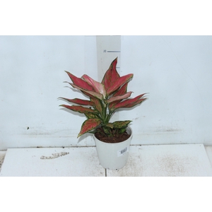 AGLAONEMA CHERRY BABY P12