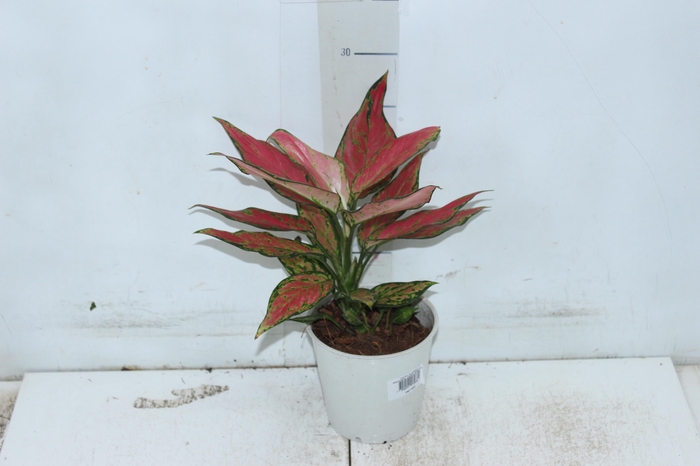 <h4>AGLAONEMA CHERRY BABY P12</h4>