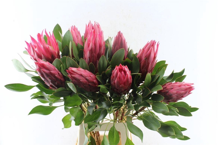 <h4>Protea Cy Madiba</h4>