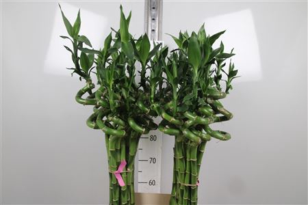 <h4>Drac Lucky Bamboo 100cm</h4>