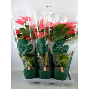 Anthurium andr. 'Colorado'