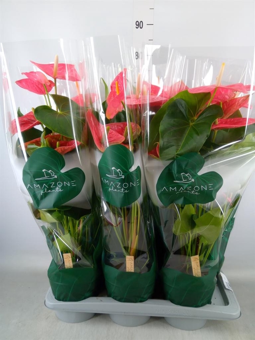 <h4>Anthurium andr. 'Colorado'</h4>