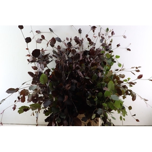Fagus Sylvatica Rood