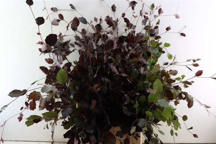 Fagus Sylvatica Rood