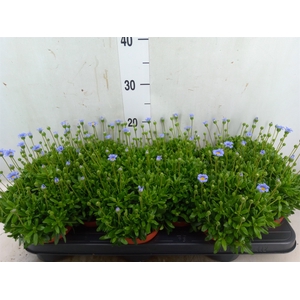 Felicia amell. 'Felicitara Blue'