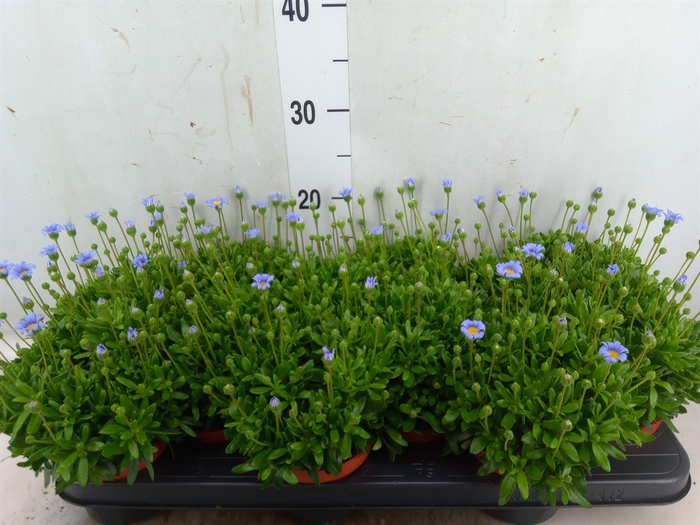 <h4>Felicia amell. 'Felicitara Blue'</h4>