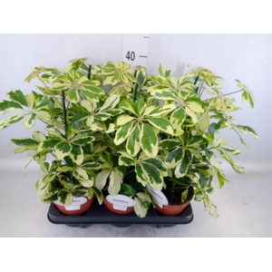 Schefflera arbor. 'Charlotte'