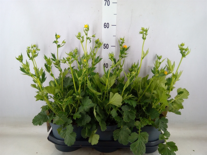<h4>Geum chiloense 'Lady Stratheden'</h4>
