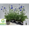 Delp Grandiflorum