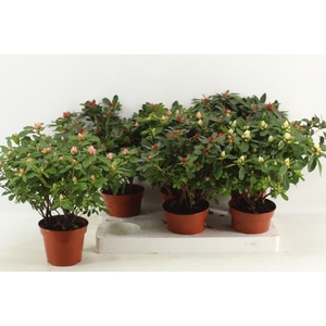 Rhododendron simsii mix 14Ø 32cm 37Ø