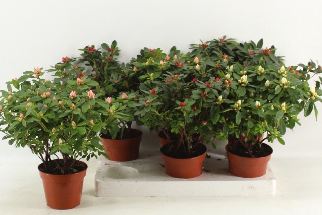 Rhododendron simsii mix 14Ø 32cm 37Ø