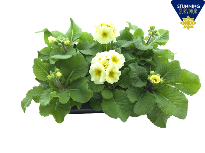 <h4>PRIM EL SIBEL LIME</h4>