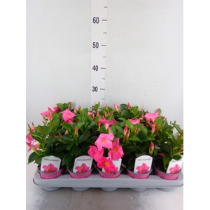Mandevilla sand. 'Rio Pink'