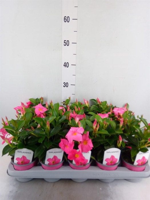 <h4>Mandevilla sand. 'Rio Pink'</h4>