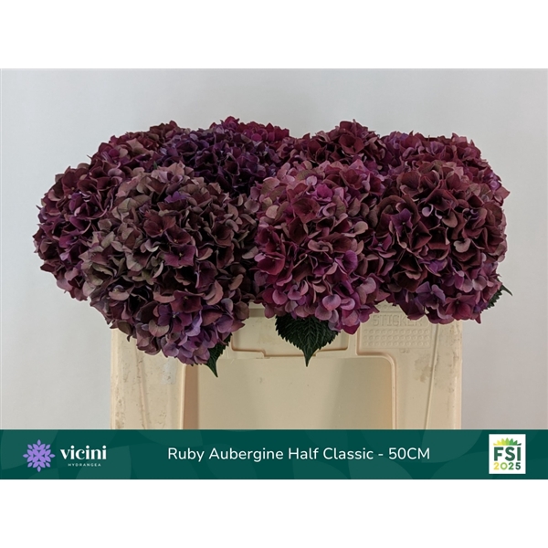 <h4>Hydr Ruby Aubergine Half Classic 50 cm Vicini</h4>