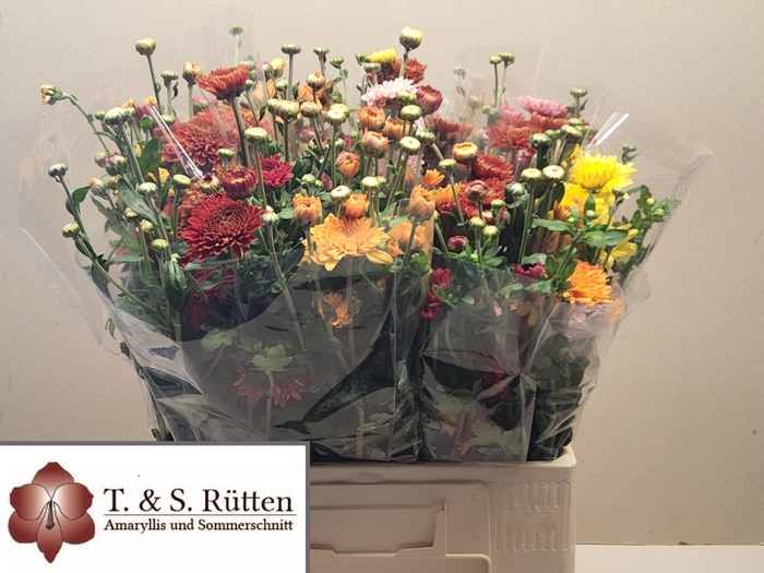 <h4>CHR TR MIX BD x6</h4>