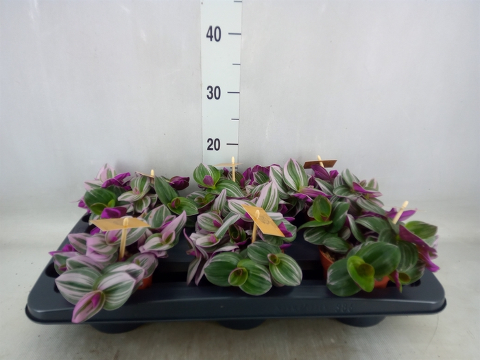 <h4>Tradescantia albif. 'Nanouk'</h4>