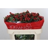 Hypericum True Romance Spray