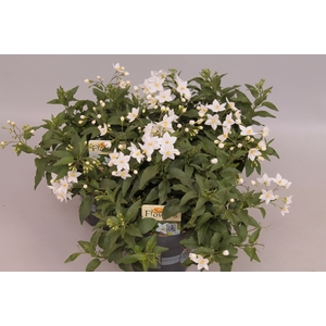 SOLANUM JASMINOIDES