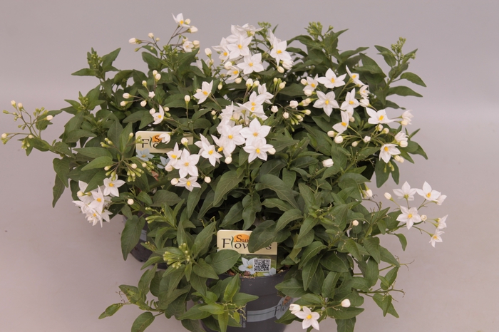 <h4>SOLANUM JASMINOIDES</h4>