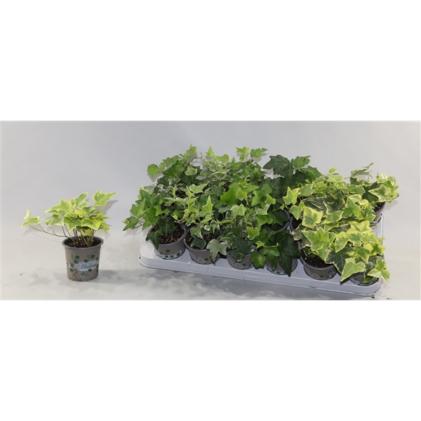 <h4>Hedera Bont/Groen 5 Soorten</h4>