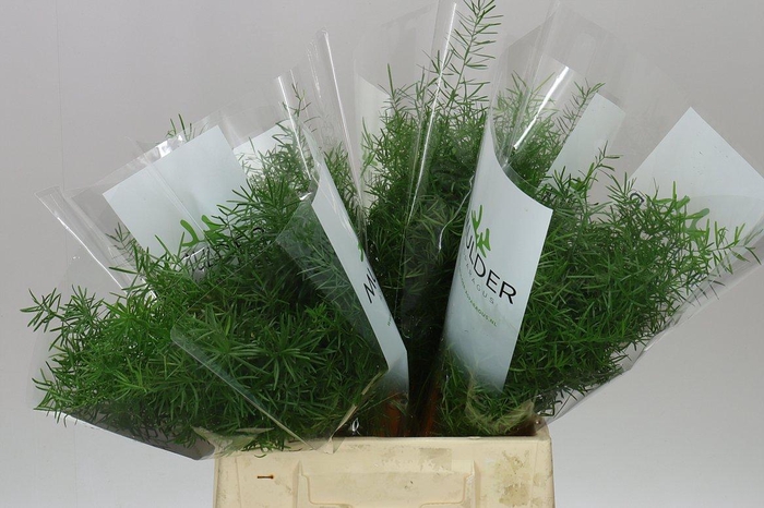 <h4>Asparagus Sprengeri</h4>